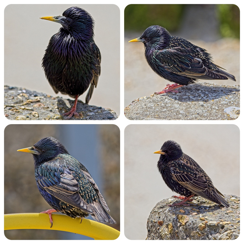 Juvenile Starlings