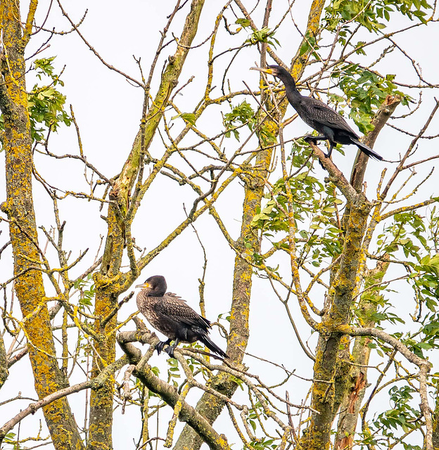 Cormorants