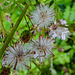 20240806 0641CPw [D~LIP] Jakobs.Greiskraut (Jacobaea vulgaris), BS