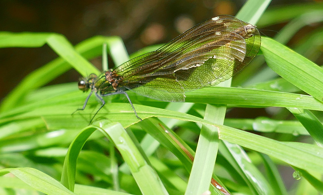 des ailes de dentelle