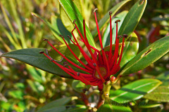 Auckland Island flowers