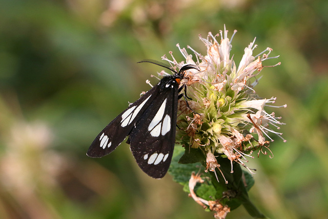 Police Car Moth