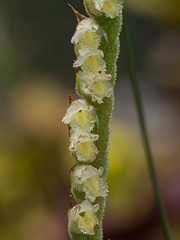 Spiranthes laciniata (Lace-lip Ladies'-tresses orchid)