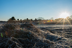 Fields covered with frost
