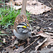 White-throated Sparrow