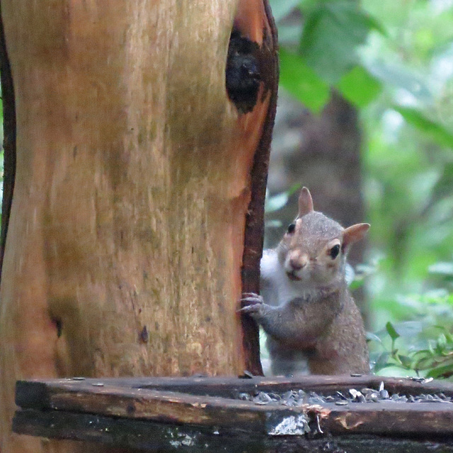 Eastern gray squirrel