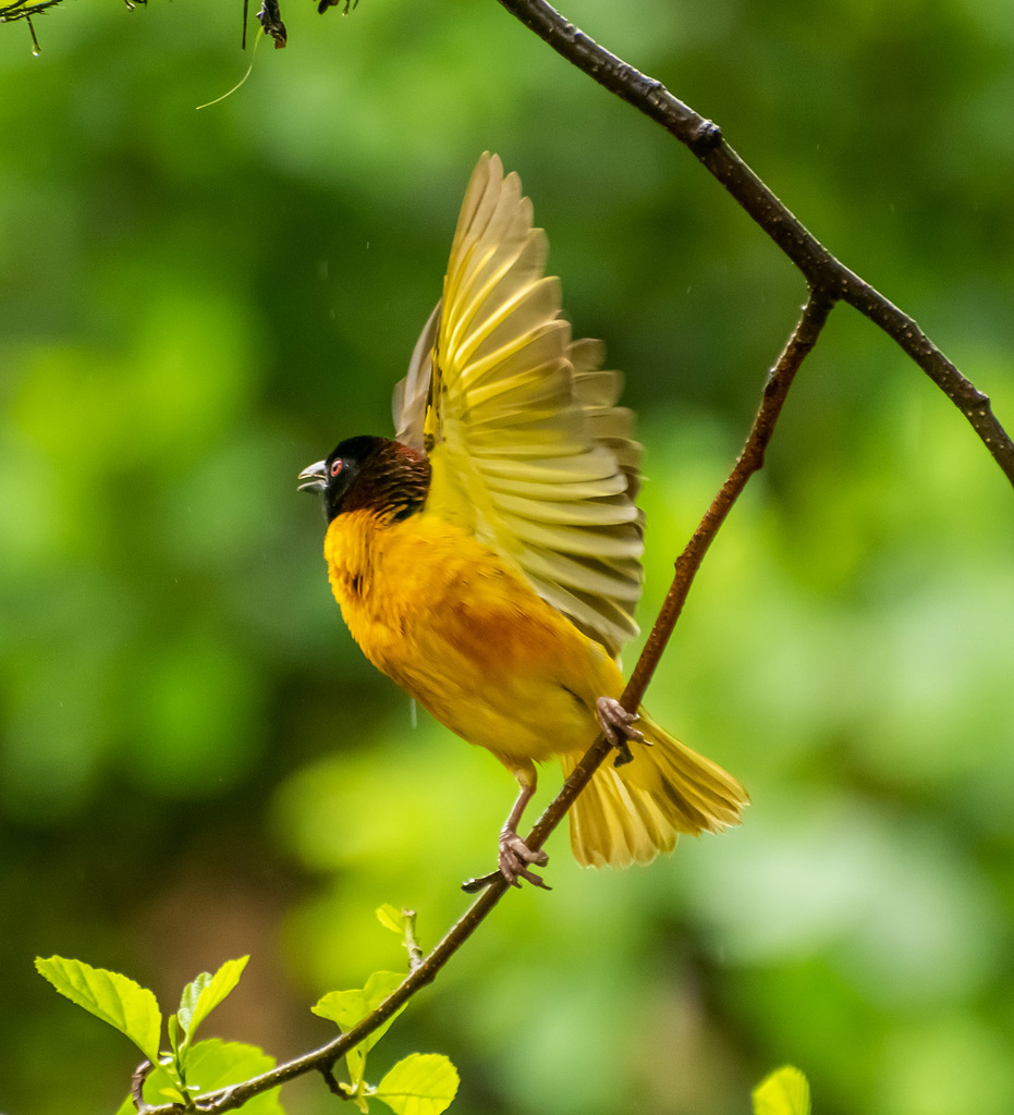 Village weaver bird