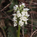 A white variety of the Milky Orchid (Orchis lactea), Crete