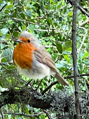 An inquisitive Robin checking out who was in the Hide at Blairs Loch