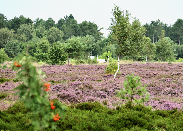 Die Heide blüht