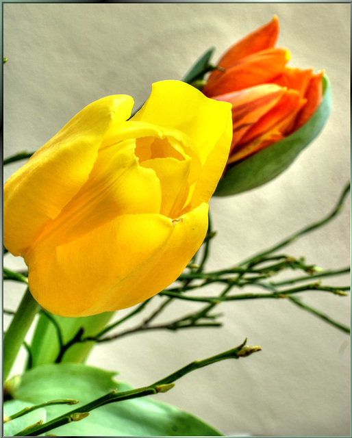 Zwei Tulpen. ©UdoSm