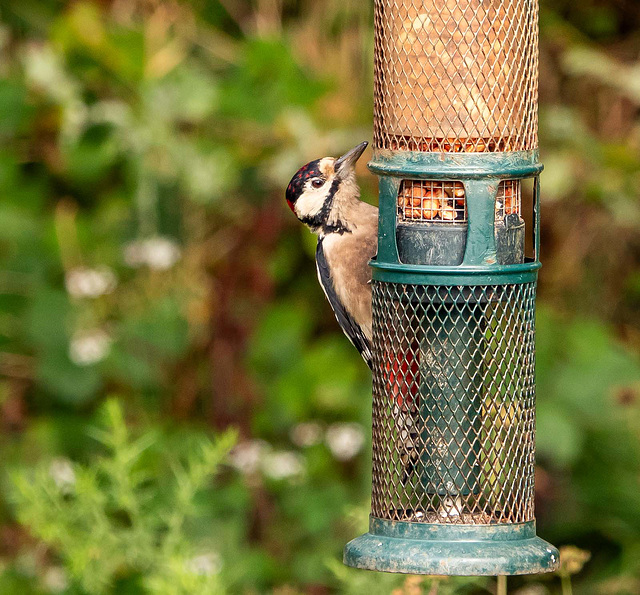 Great spotted woodpecker