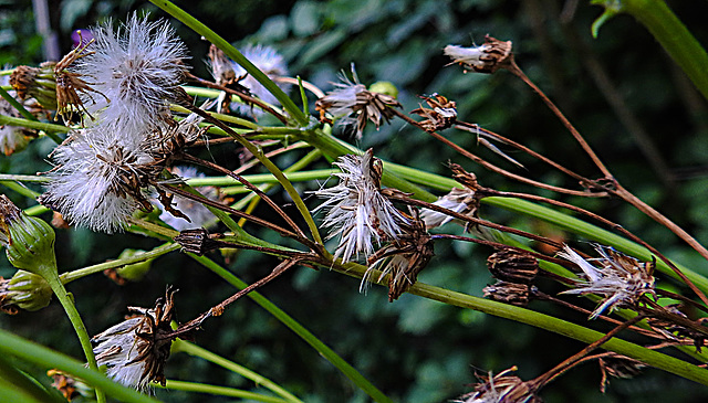 20240806 0642CPw [D~LIP] Jakobs-Greiskraut (Jacobaea vulgaris), BS