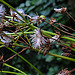 20240806 0642CPw [D~LIP] Jakobs-Greiskraut (Jacobaea vulgaris), BS