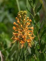 Platanthera ciliaris (Yellow fringed orchid)