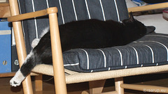 A lady lounges (2009)