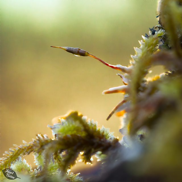 sporophyte-with-droplet