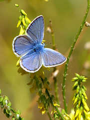 Hauhechel-Bläuling - Polyommatus icarus - Common Blue