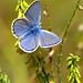 Hauhechel-Bläuling - Polyommatus icarus - Common Blue