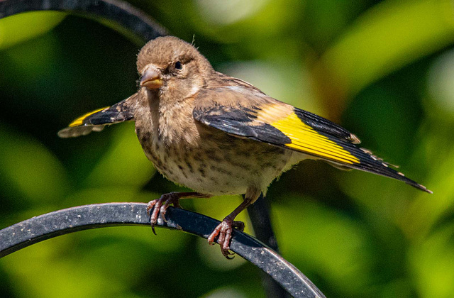 Baby goldfinch