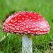 Fly Agaric