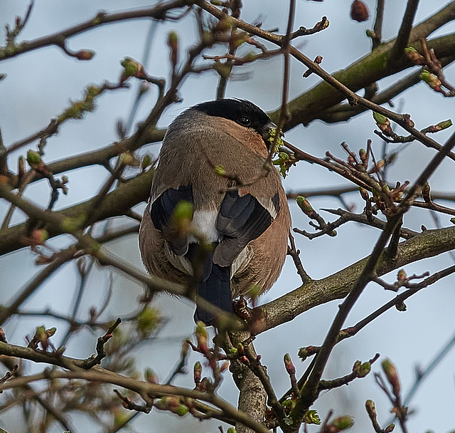 Bullfinches spotted on Sunday's walk!