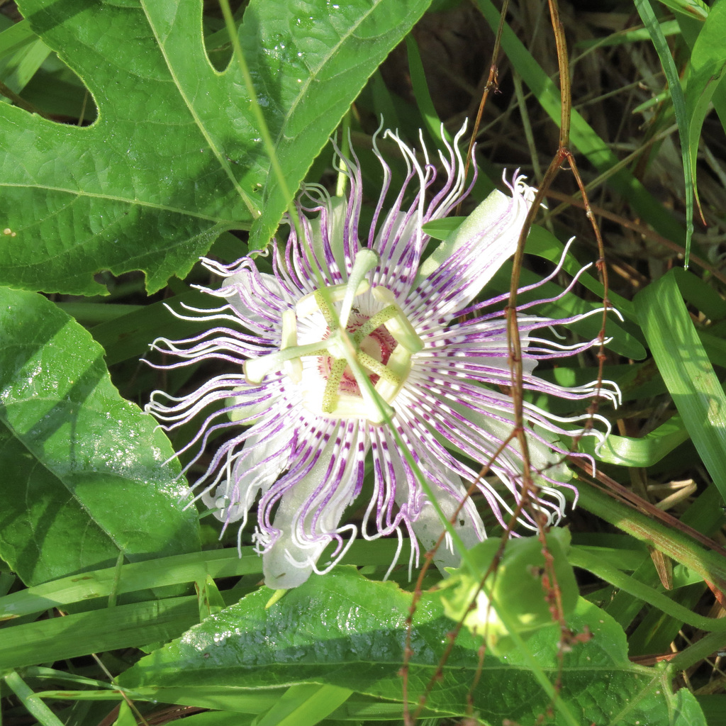 Passiflora incarnata