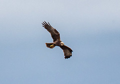Marsh harrier Marsh harrier