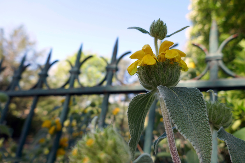 a fence for a Phlomis