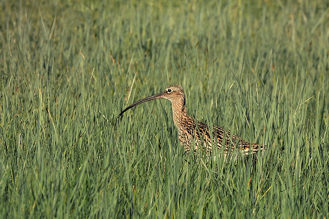 Großer Brachvogel ist unterwegs