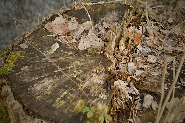 Tree stump