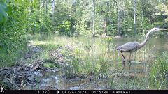 Great blue heron (Ardea herodias)