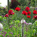 Red Poppy Display