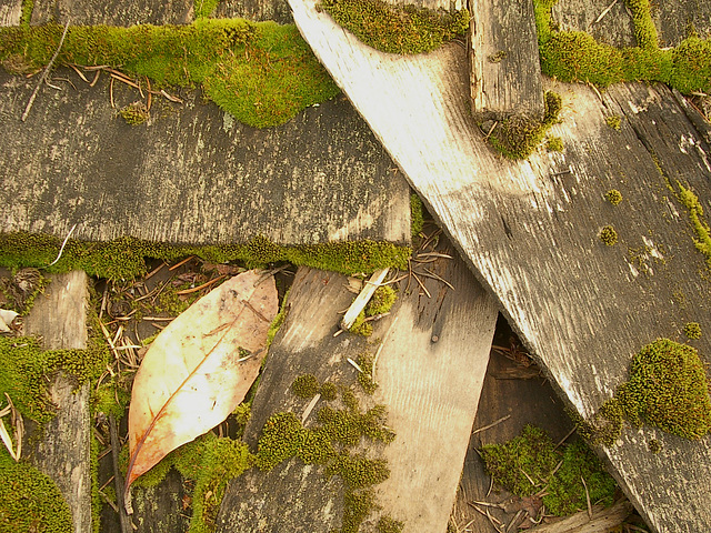 2009 February 19 - moss & shingles