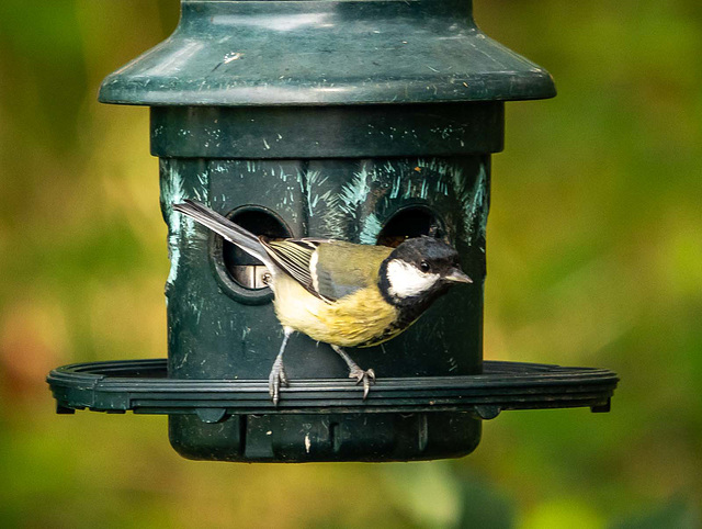 Great tit