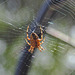 20240806 0650CPw [D~LIP] Gartenkreuzspinne (Araneus diadematus), BS