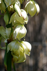 fleur de yucca