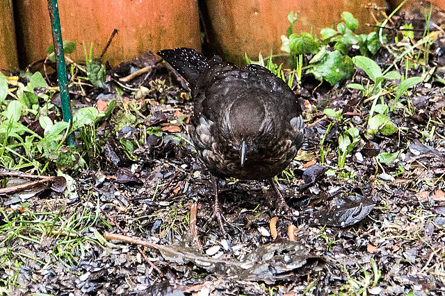 20150115 6319VRAw [D~RI] Amsel [w] (Turdus merula) [Schwarzdrossel], Rinteln