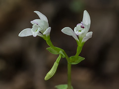 Triphora trianthophora (Three-birds orchids) just opening