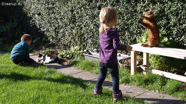 Twins and cats and September sun