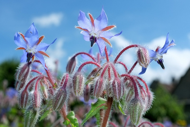 Fleurs de bourrache - Parterre fleuri du château de Canon