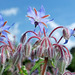 Fleurs de bourrache - Parterre fleuri du château de Canon