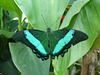 Emerald Swallowtail butterfly