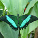 Emerald Swallowtail butterfly