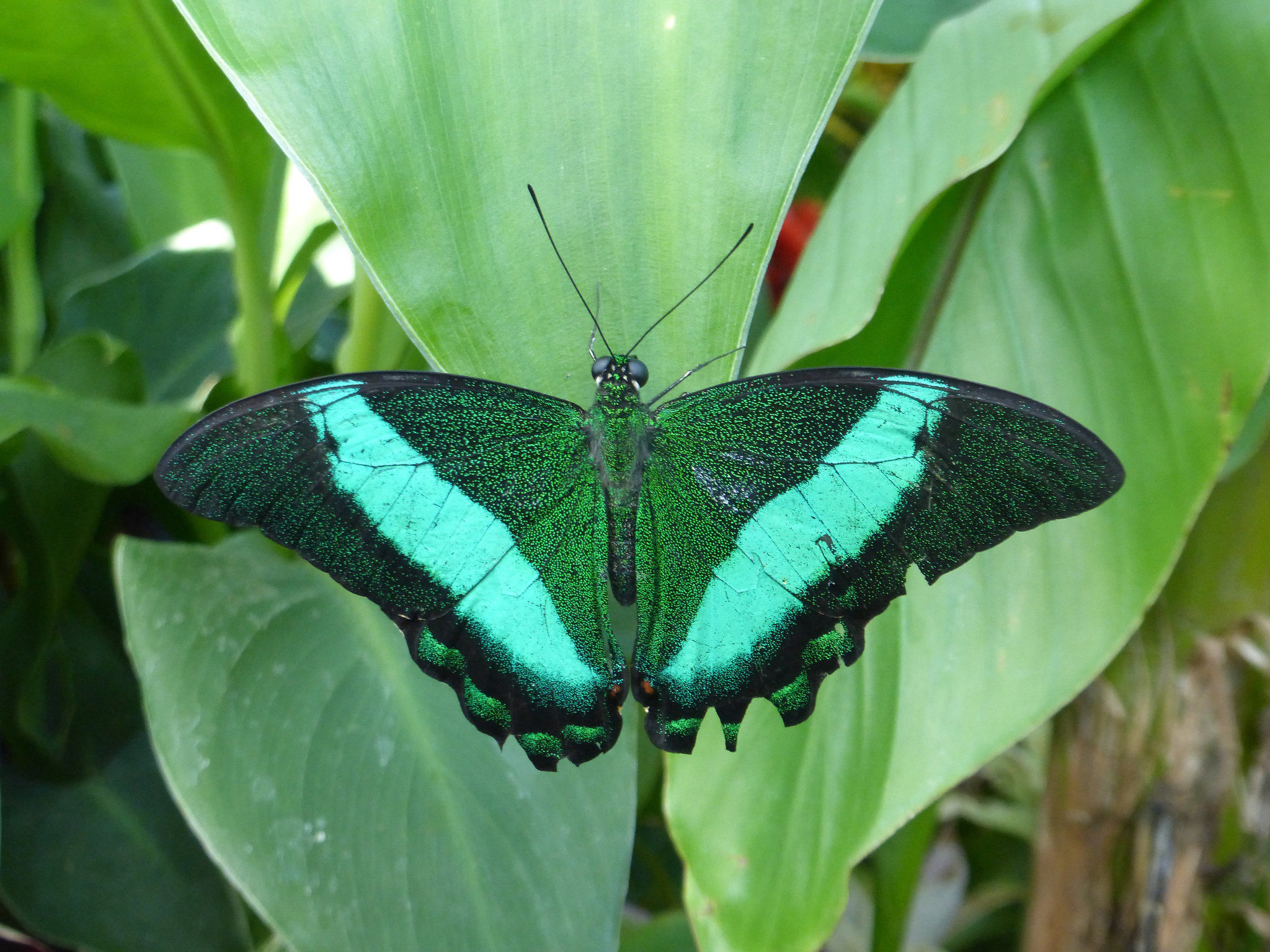 Emerald Swallowtail butterfly