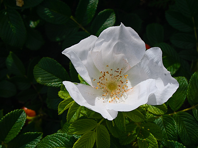 White Rose Lens Test (Macro)