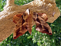 Chinese Walnut hawkmoth