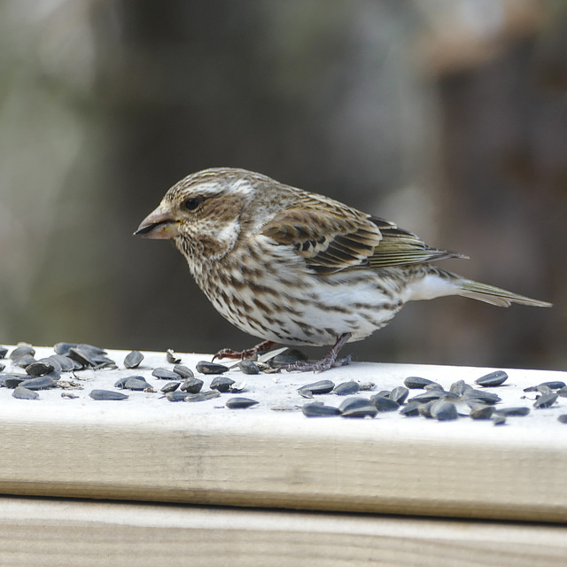 Day 10, Rose-breasted Grosbeak female