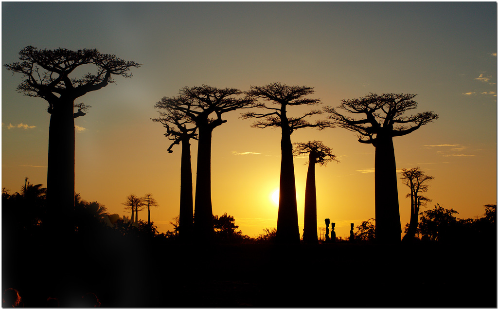 Baobab Alley, Madagascar