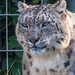 Snow leopard1